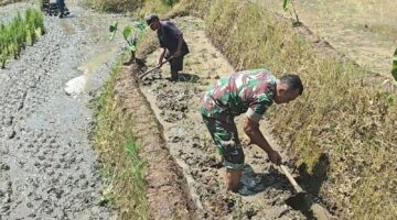 Babinsa Desa Olakalen Dan Petani Bersinergi, Kejar Musim Tanam Padi Dua Kali Setahun di Wilayah Selorejo