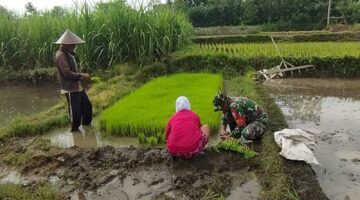 Percepat Masa Tanam, Babinsa Desa Ngembul Dampingi Petani Tanam Padi