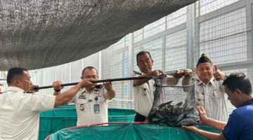 Panen Raya Lele 250 Kg, Lapas Kelas I Medan Optimalkan Program Ketahanan Pangan dan Pembinaan Kemandirian